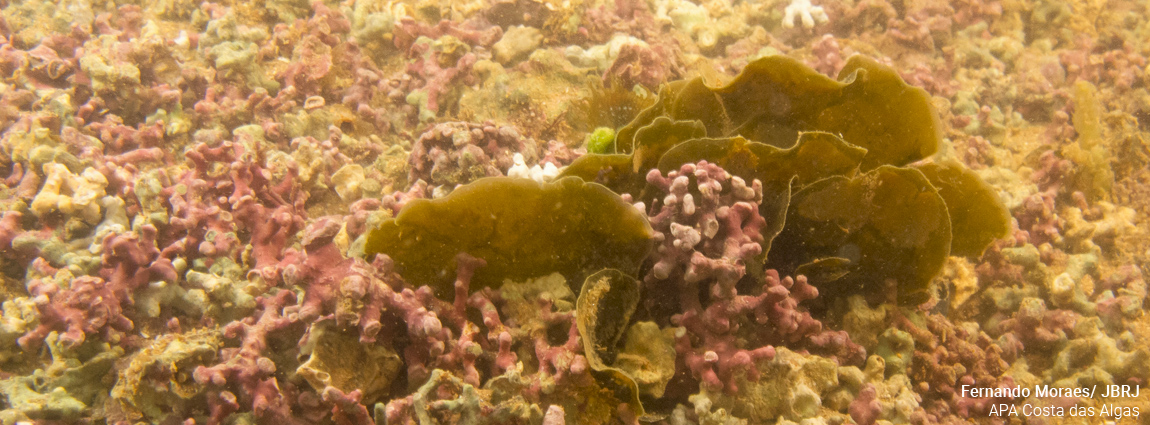 Área de Proteção Ambiental Costa das Algas
